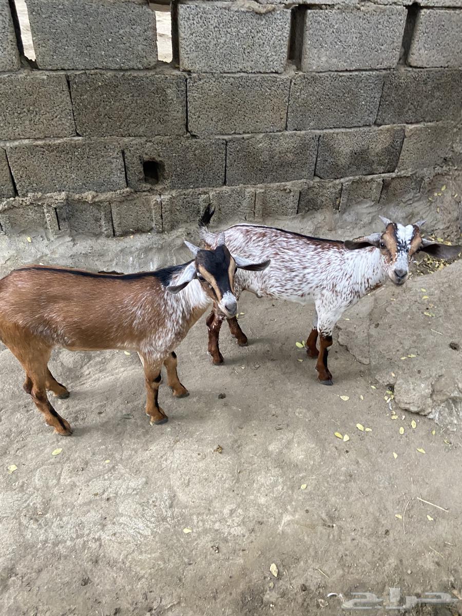 Tios for sale64515695565699113