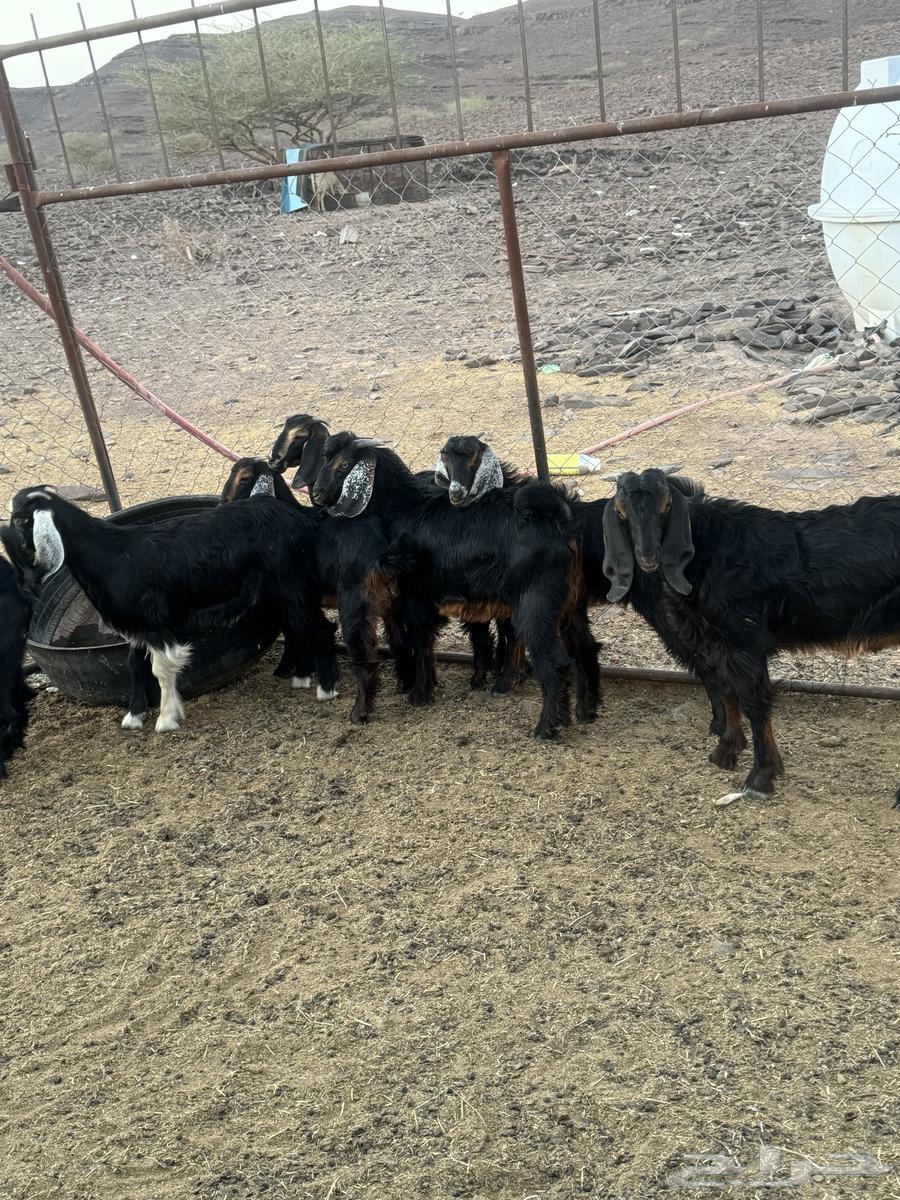 Rams and Jafar64517392141058113