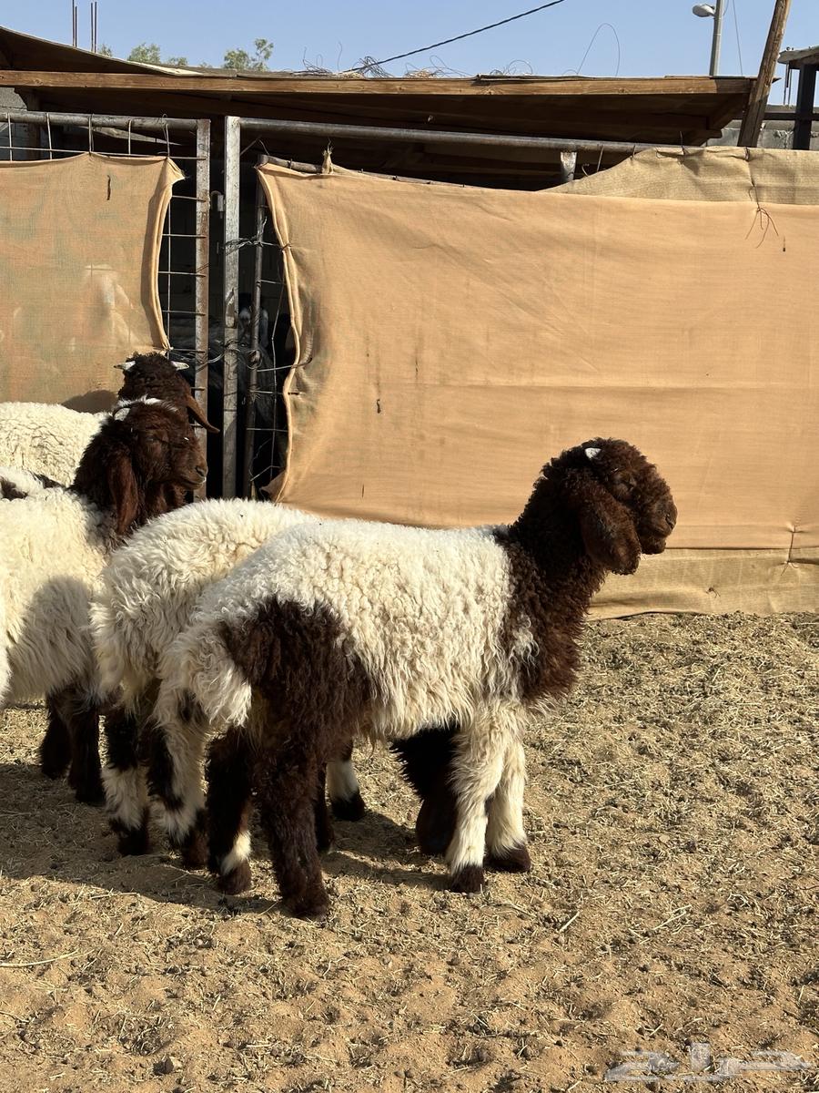 هرافي نعيم طيبات((تم البيع))64517318685442110