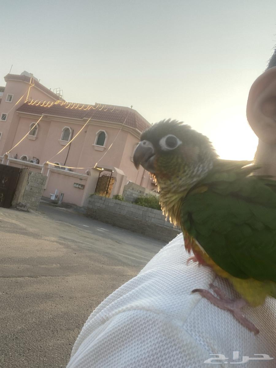 ببغاء64517775484162113