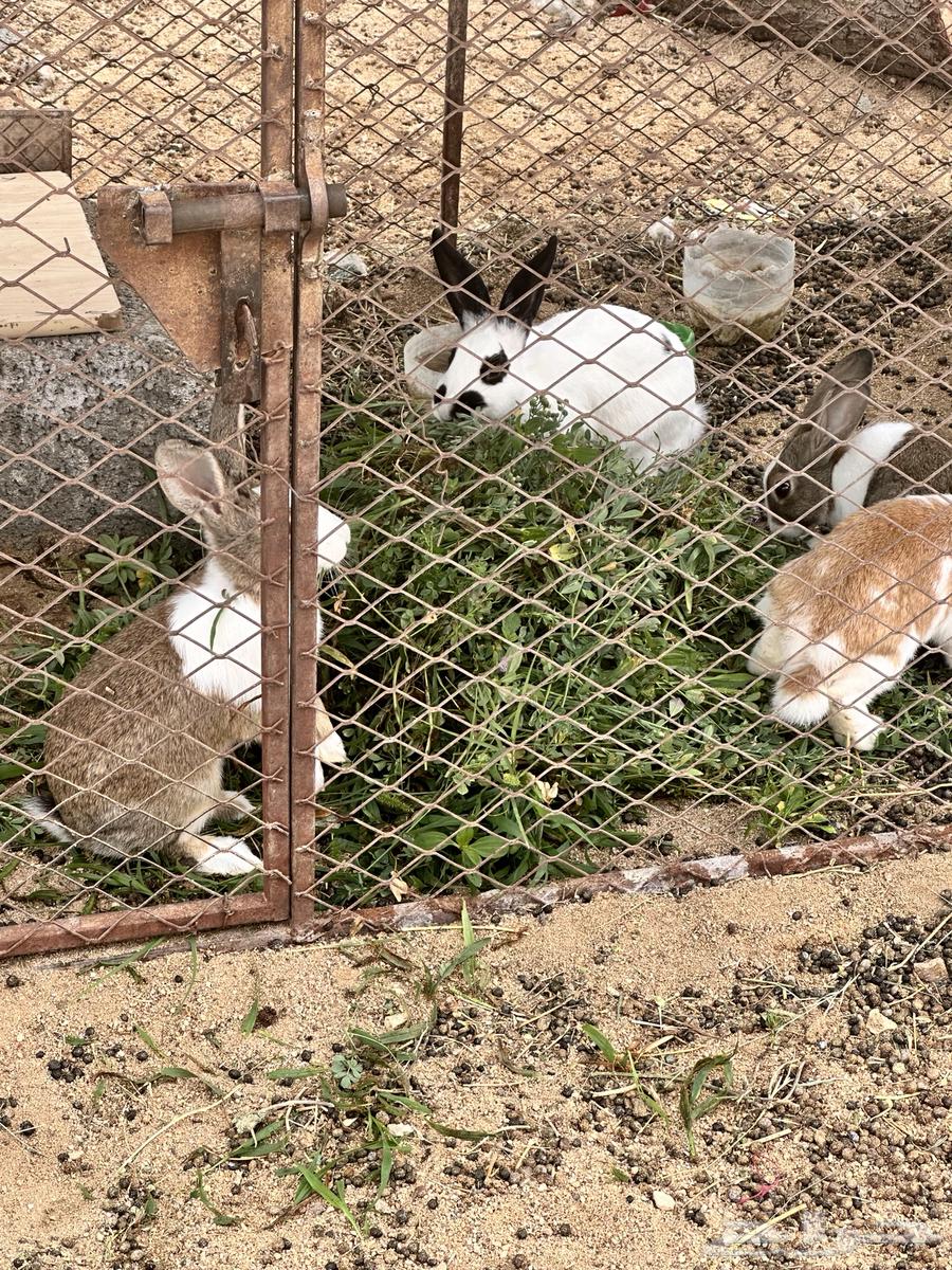 ارانب للبيع64514610491137113