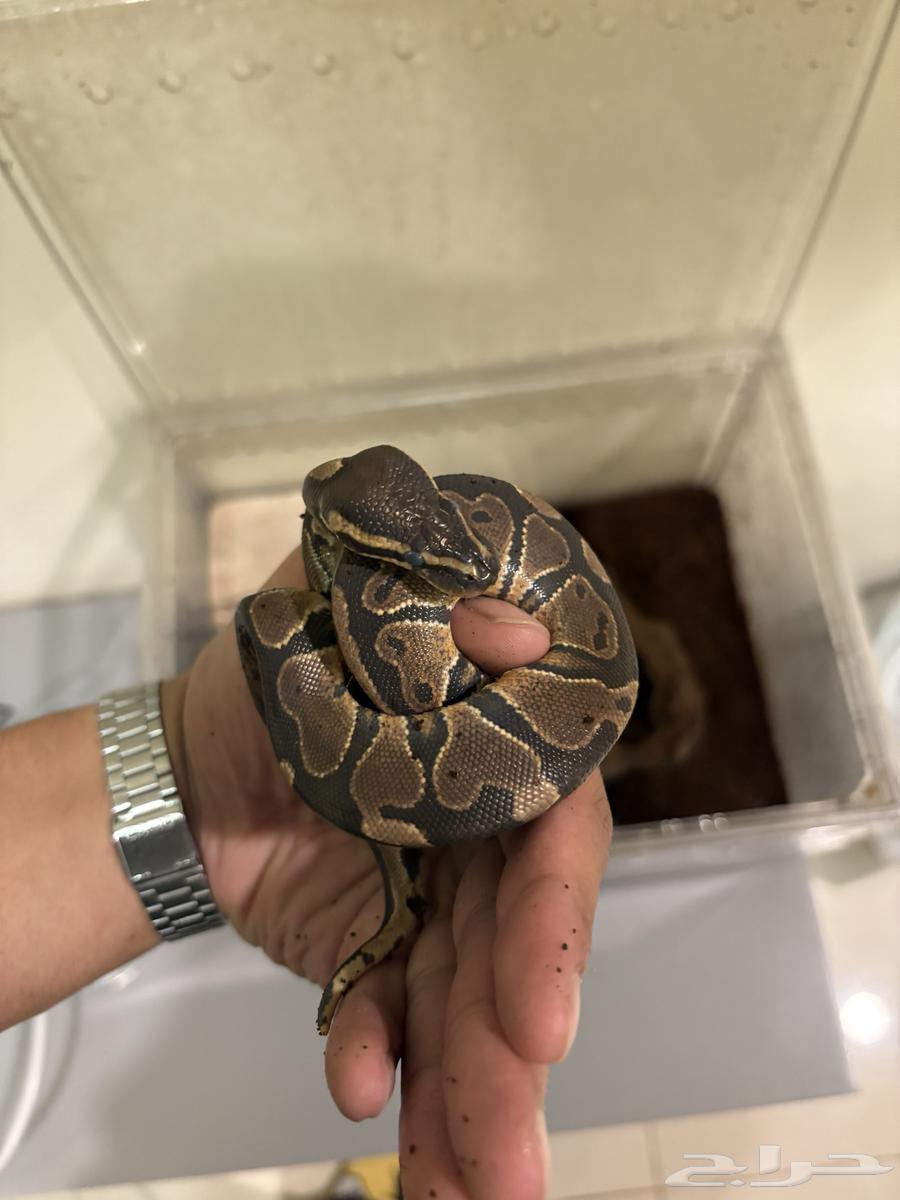 For sale python (ball python) with cage and heat mat64517747381633112