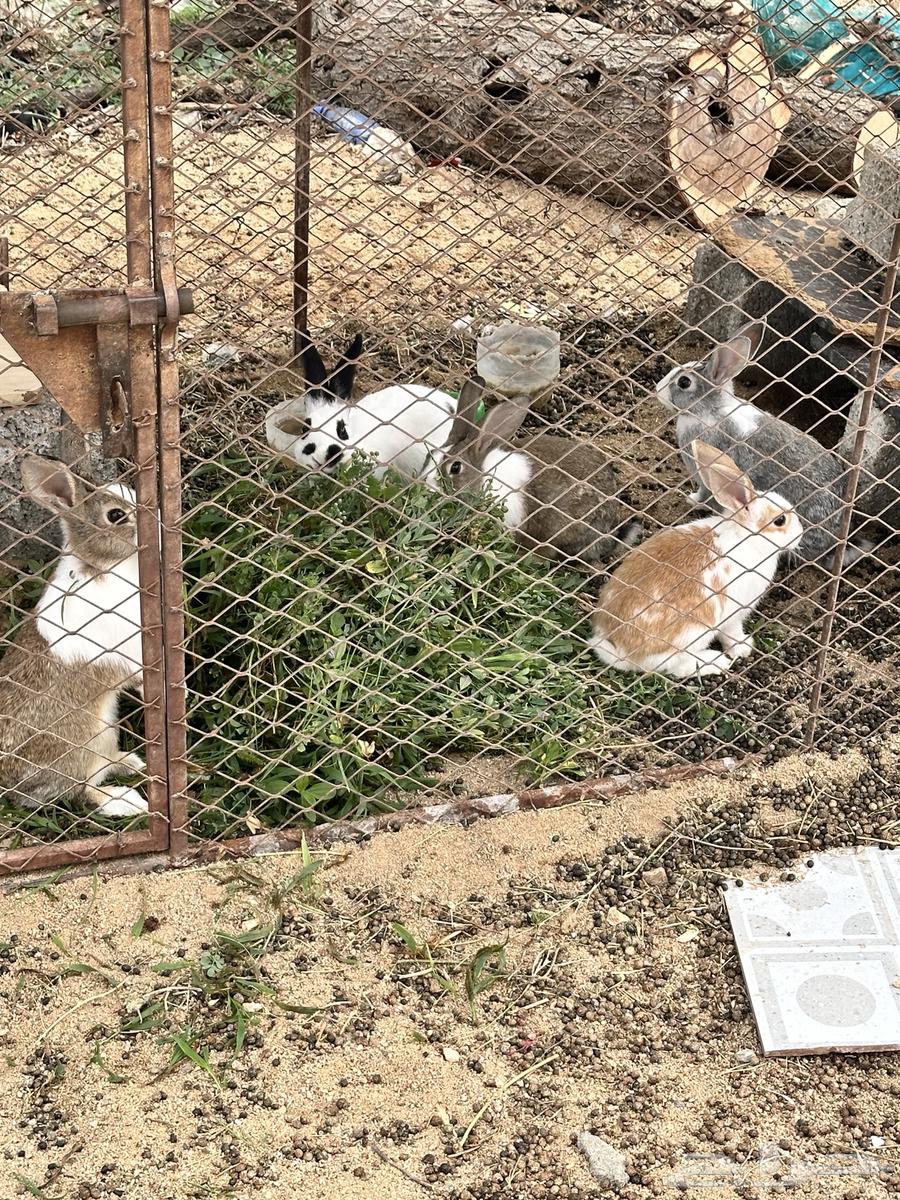 ارانب للبيع64514610491137112