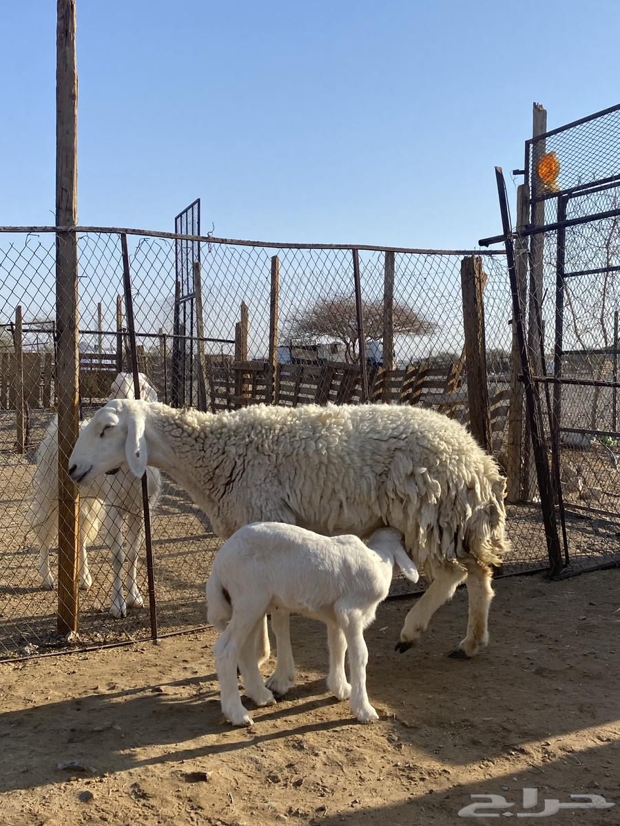 نعجة حبصية جرم والد(تم البيع)64515626022401111