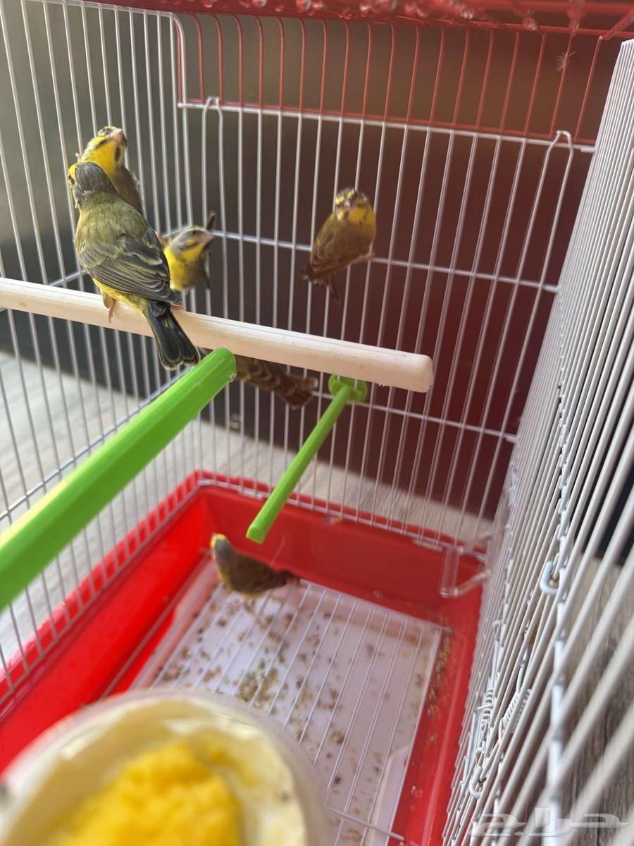 Three pairs of African Mozambique jasmine ((Sold))64513105548290114