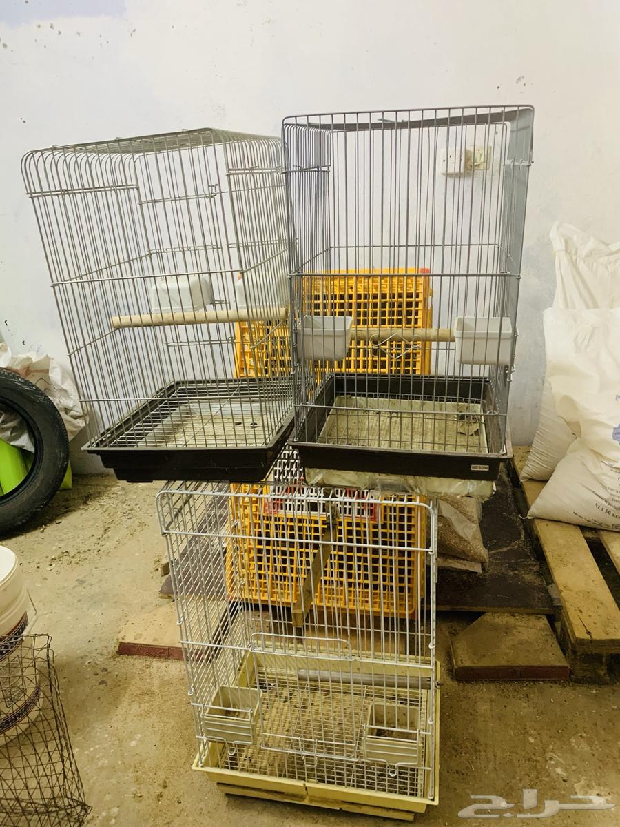 Clean large parrot cages64514444628099110