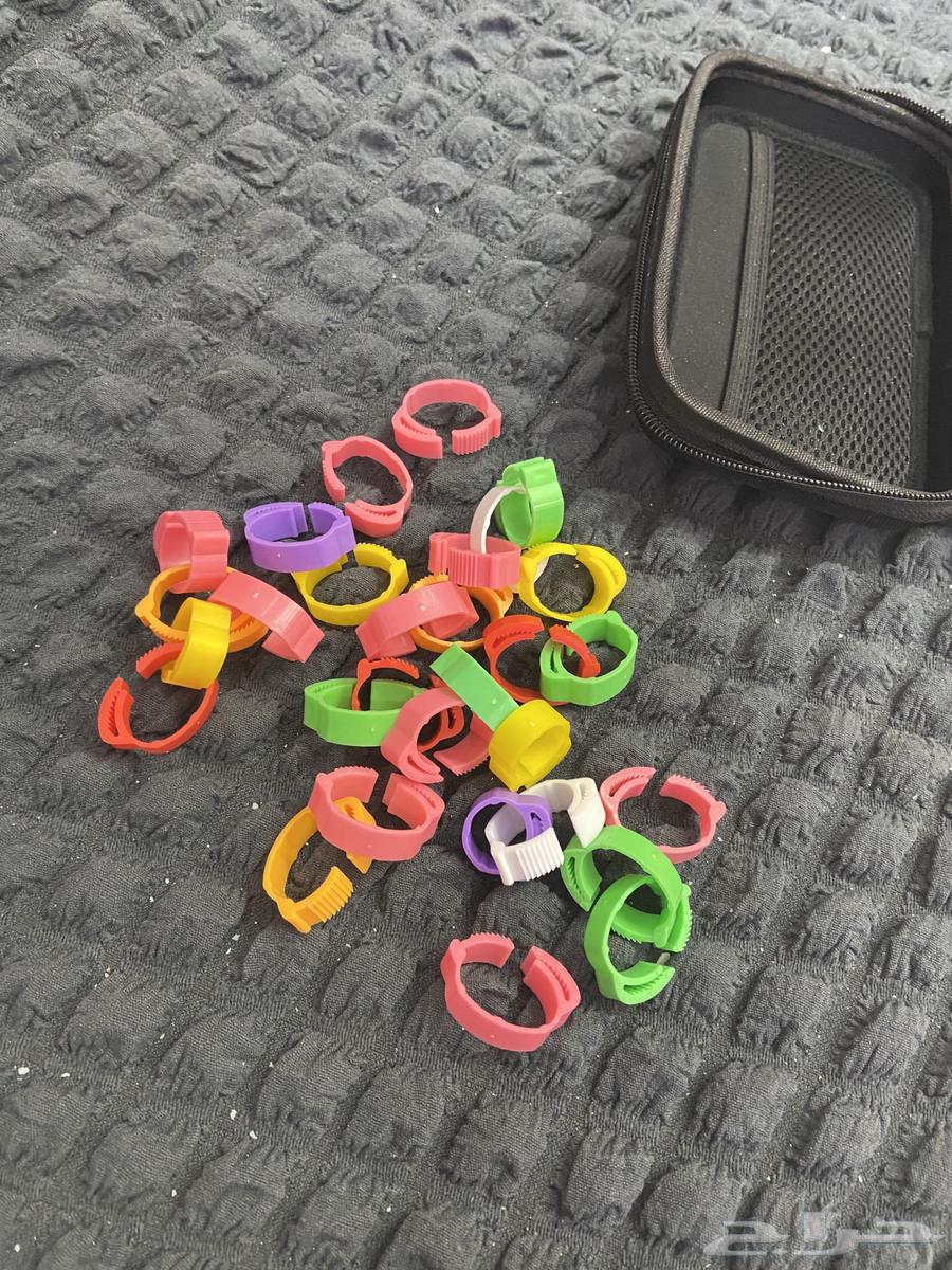 Quail, not pigeon or chicken64513559118211110