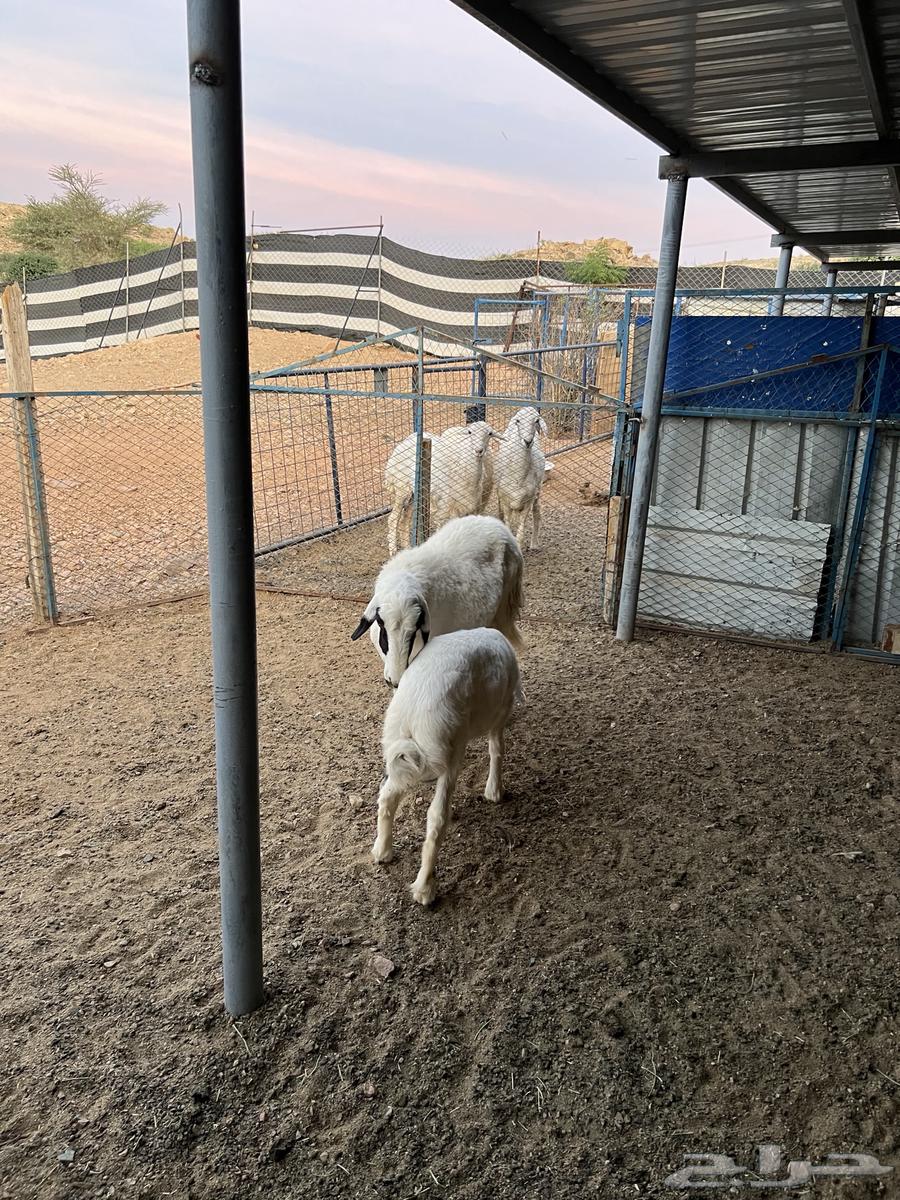 شاه خلفه للبيع64517420682753110