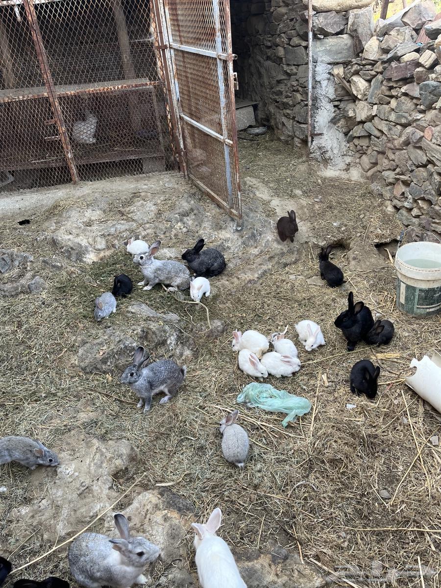 Rabbits64514914152833114