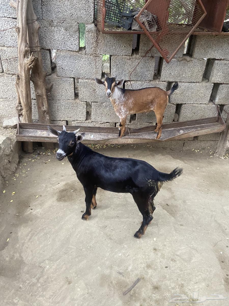 Tios for sale64515695565699111