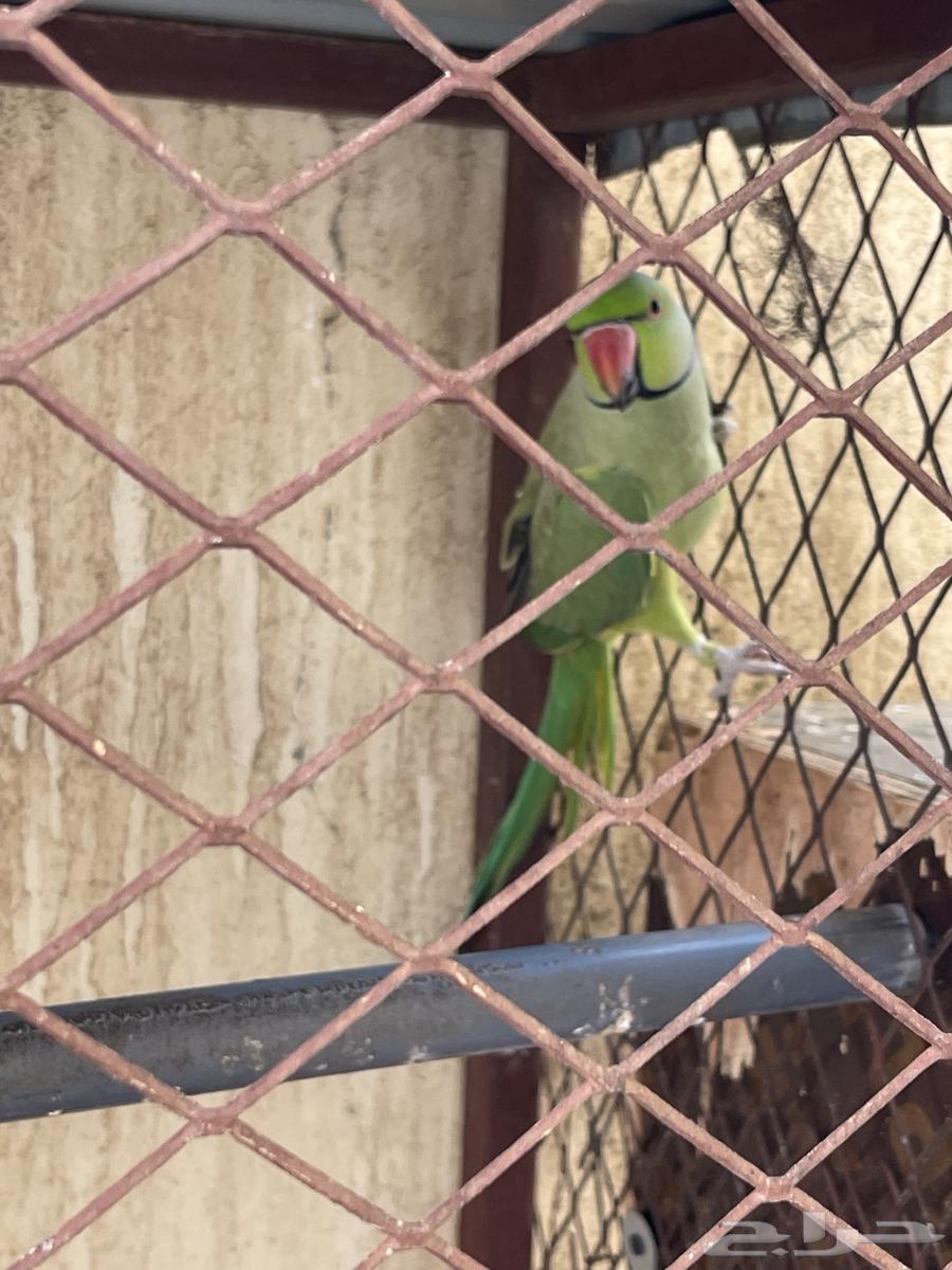 زوج ببغاء دره64514044821123113