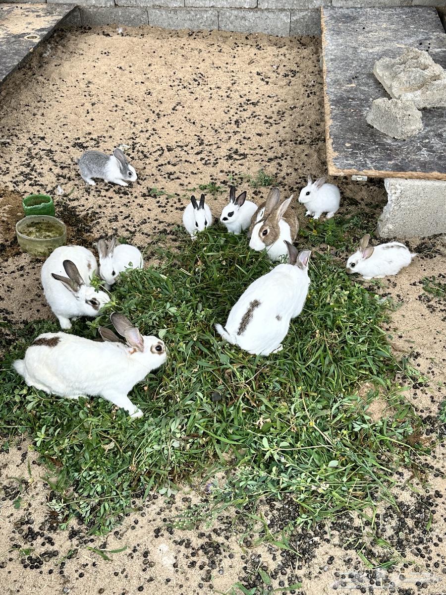 ارانب للبيع64514610491137111