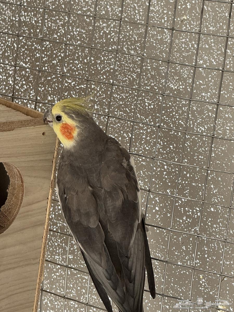 Crowan Birds Condition64515709590913113