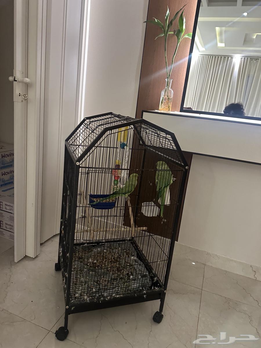 عصافير للبيع64515598137346111