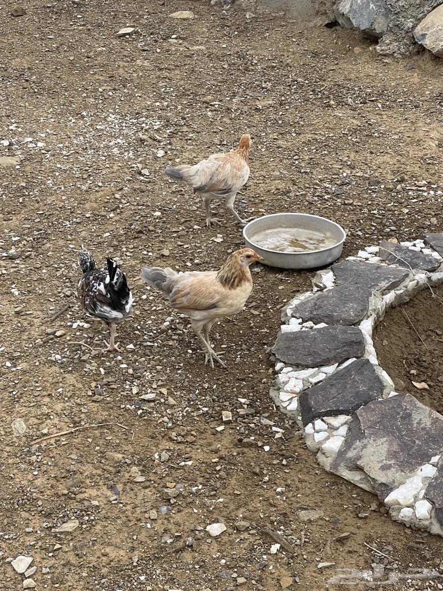 دجاج للبيع64515304987138114