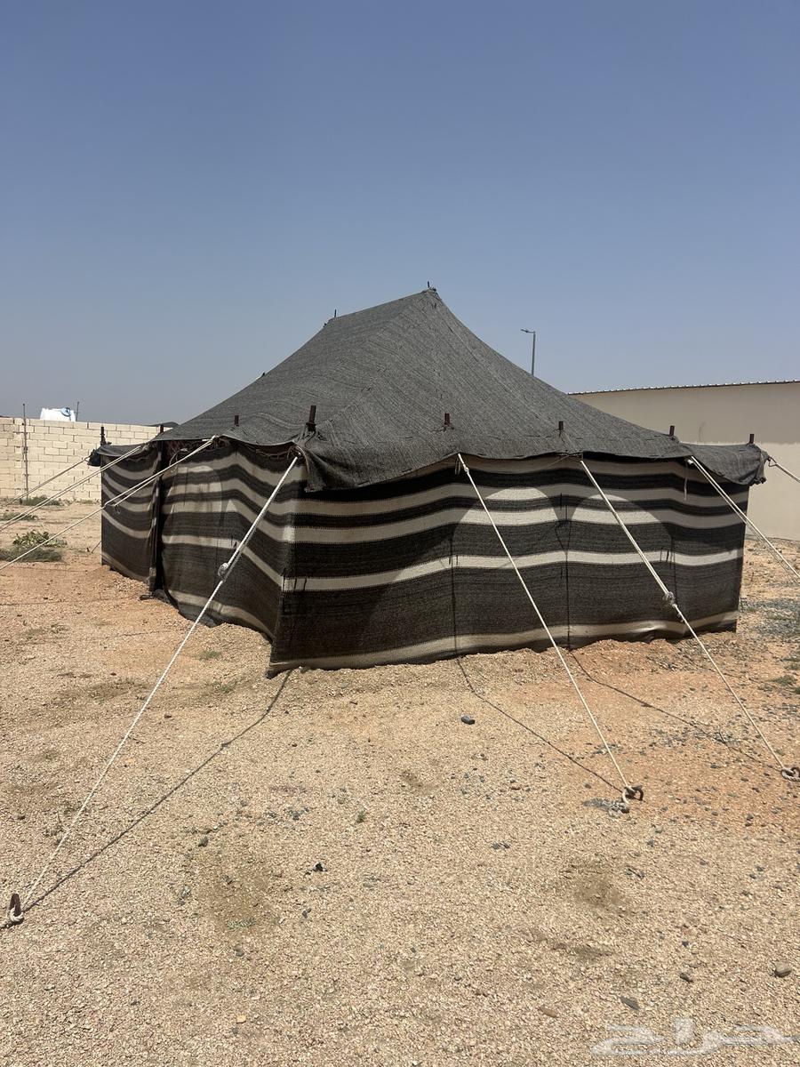 بيوت شعر للبيع64513543164035114