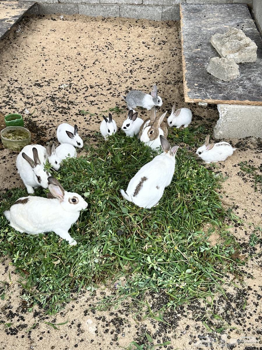 ارانب للبيع64514610491137110