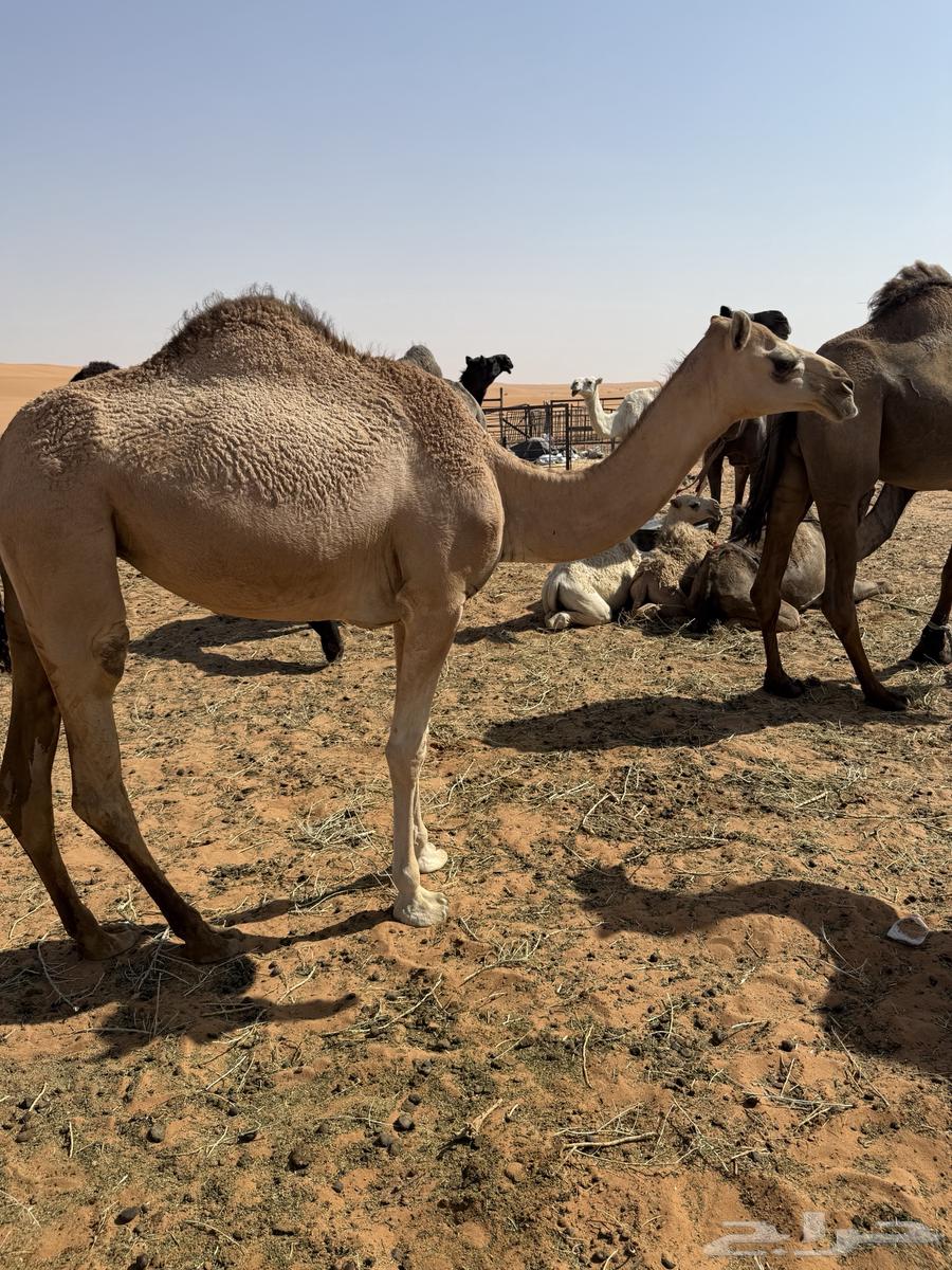 بكره عمرها تقريبا سنتين طيبه وسليمه من جميع الأمراض64513527400834110