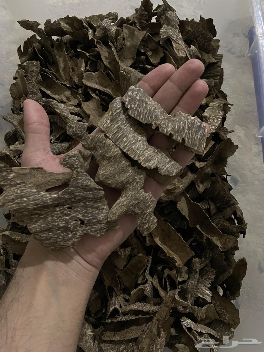 عود فيتنامي طبيعي64516268387074111