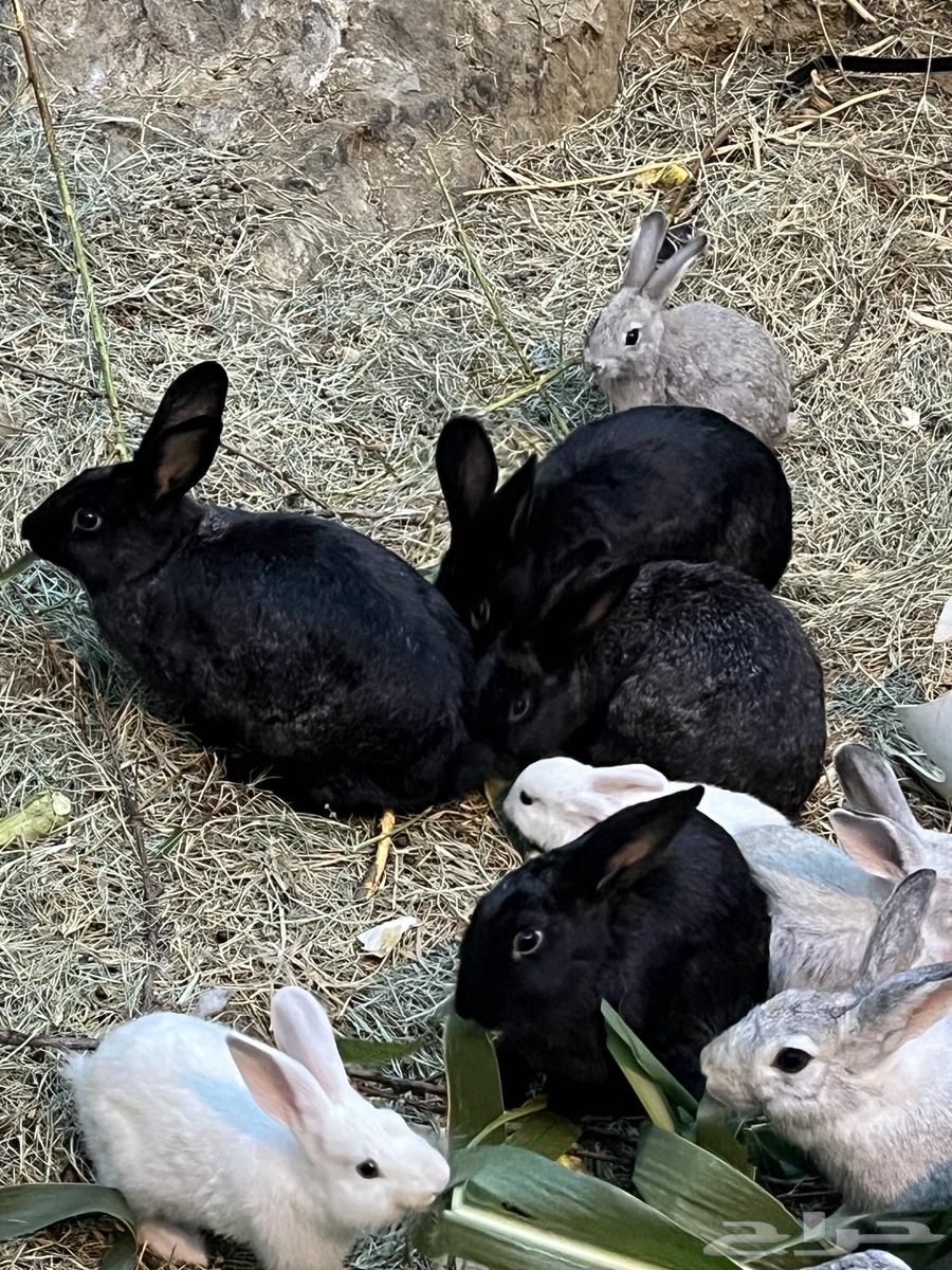 Rabbits64514914152833111