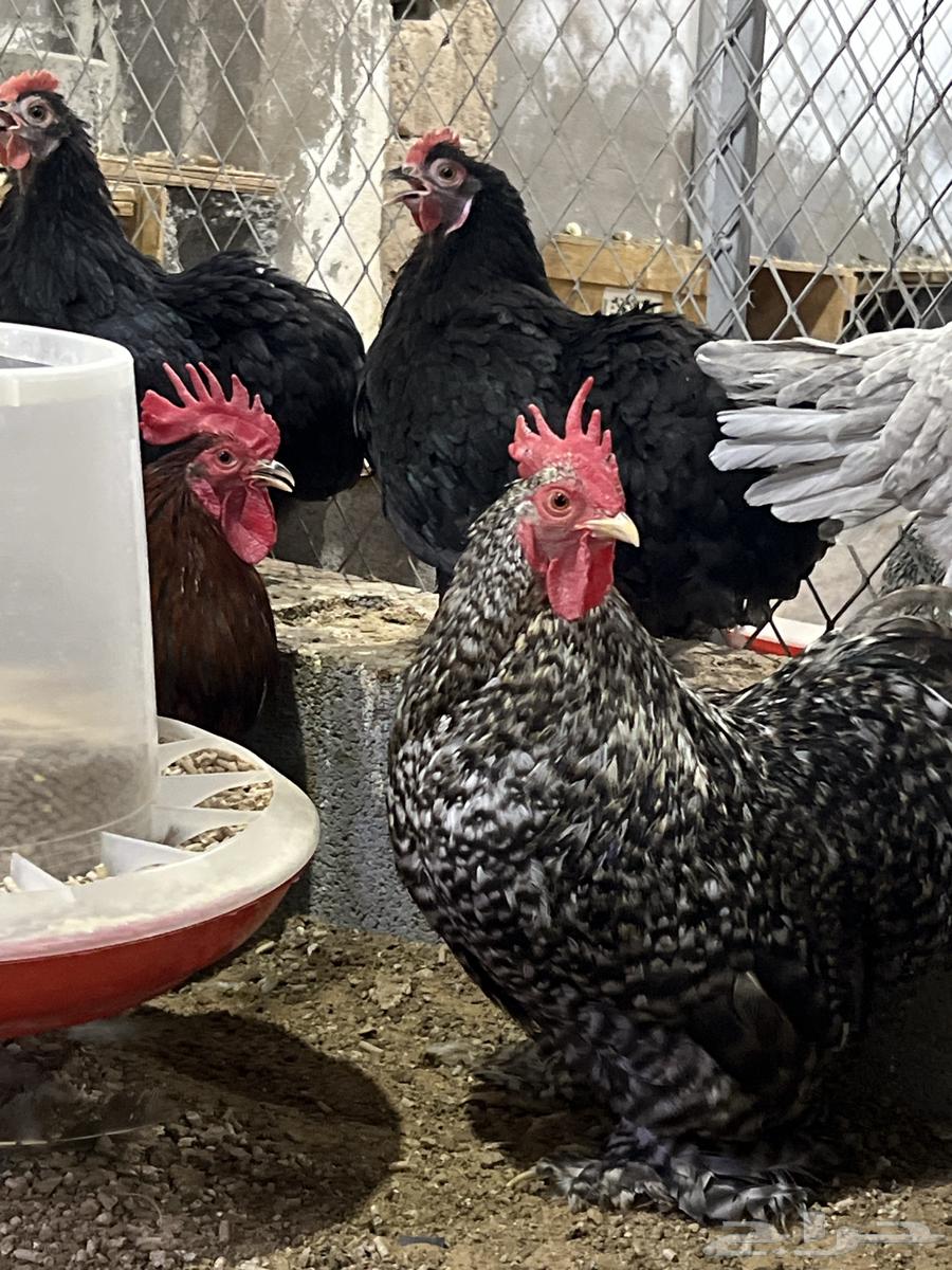 Royal Koshin Chicken Eggs (Outside Top Level)64516625386625111