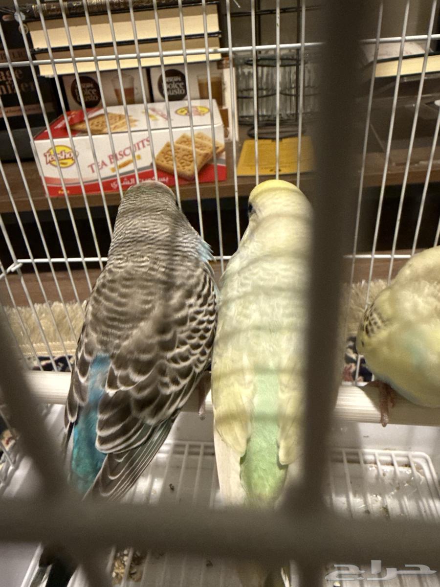 طير بادجي (الملون مباع باقي الأزرق)64511926384259110