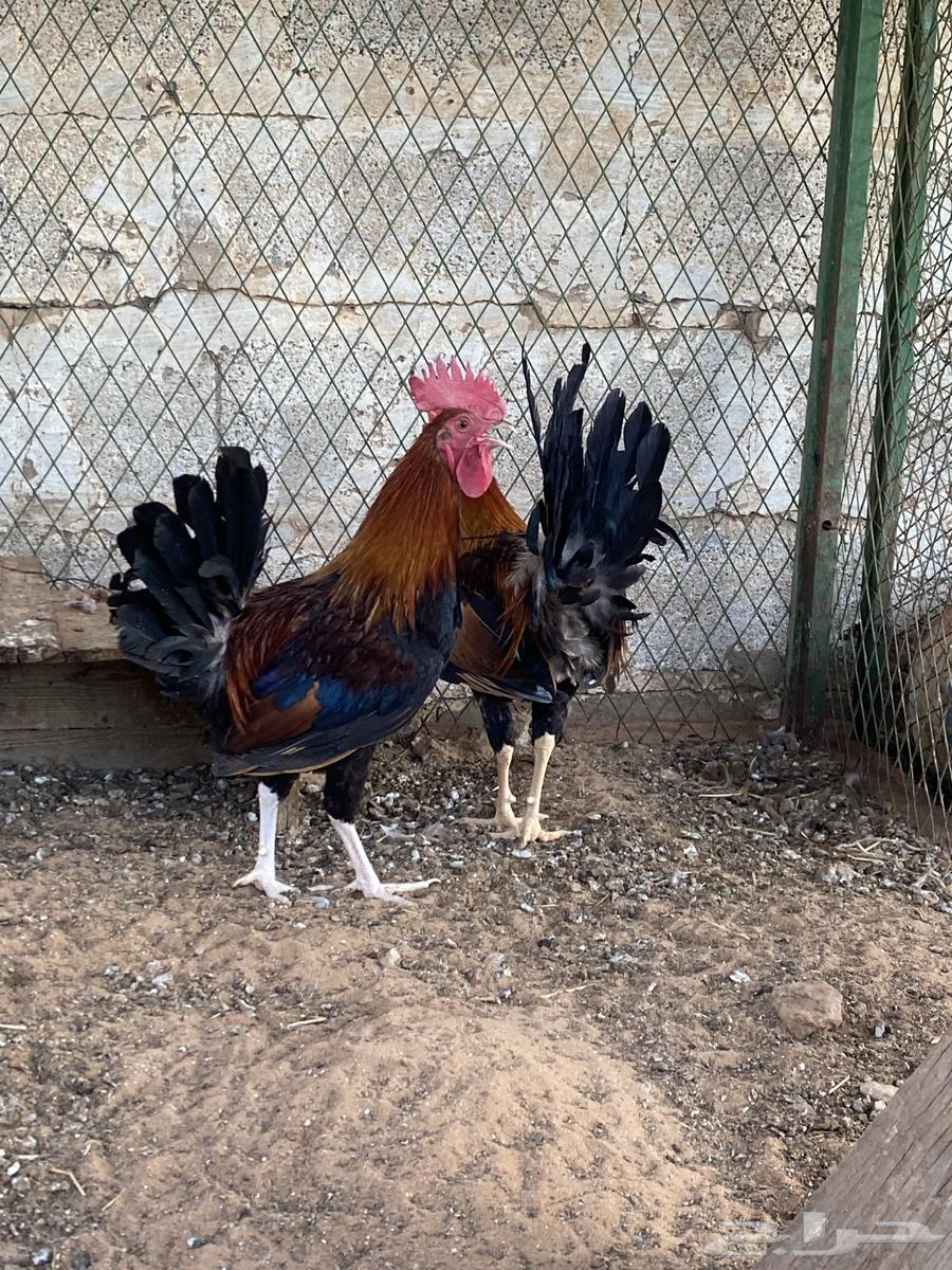 ديوك عربيه ترثه64518549975554110