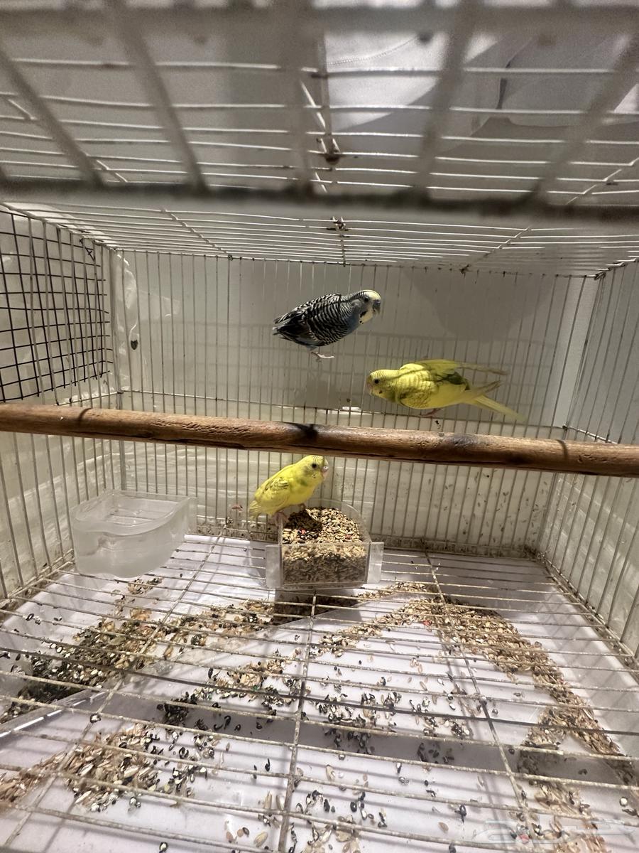 طيور الحب64516396213122110