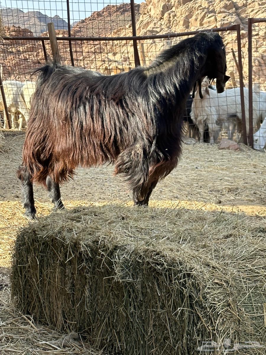 تيس فحل مهجن عارضي وسوري64516582700161111