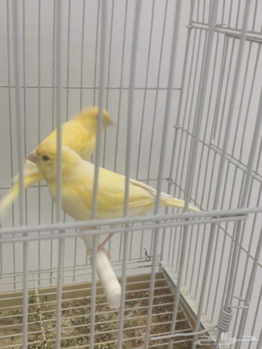 جوز كناري سوري64516211871875110