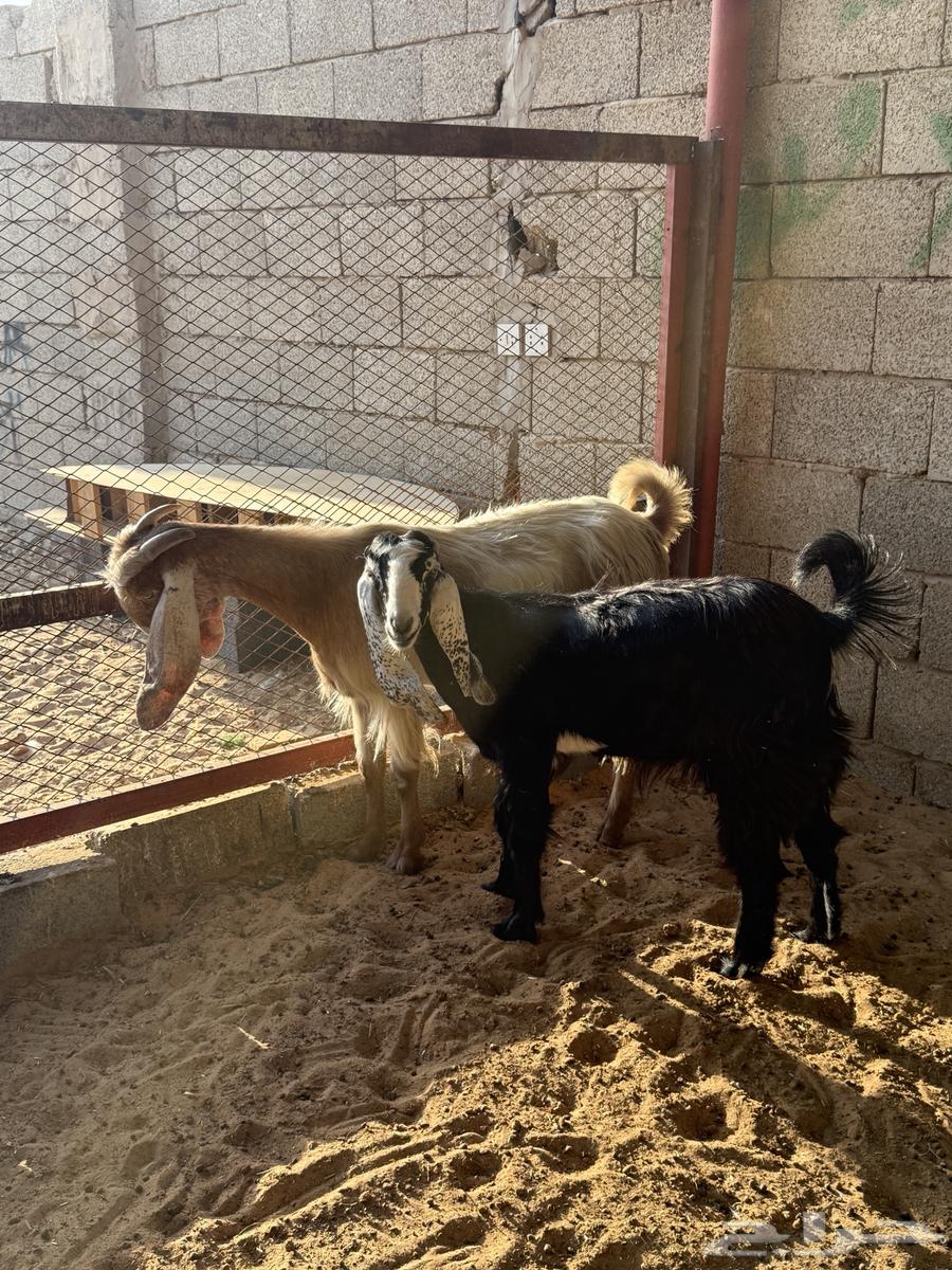 عنز سدس وبنتها جذعة مضااريع64515318837506111