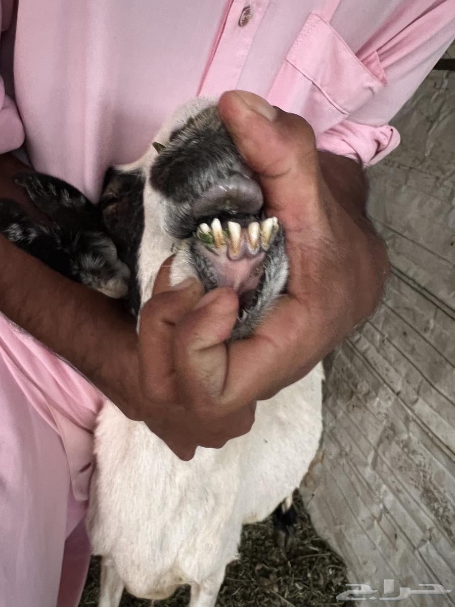 شاه خلفه للبيع64517420682753112