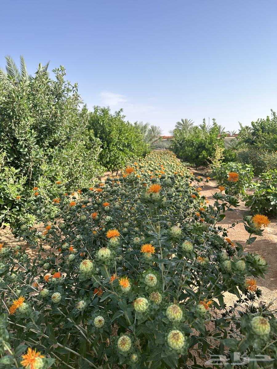 Safflower Seeds64518605328899111