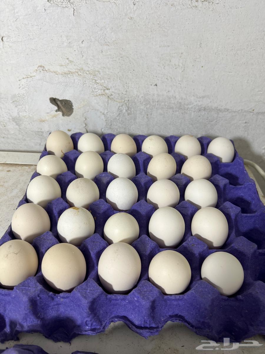 Royal Koshin Chicken Eggs (Outside Top Level)64516625386625110
