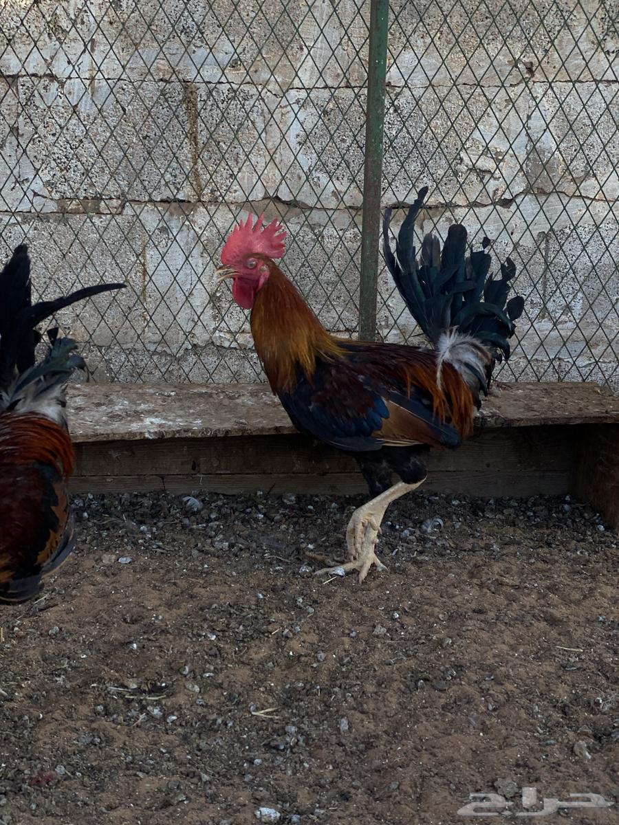 ديوك عربيه ترثه64518549975554113