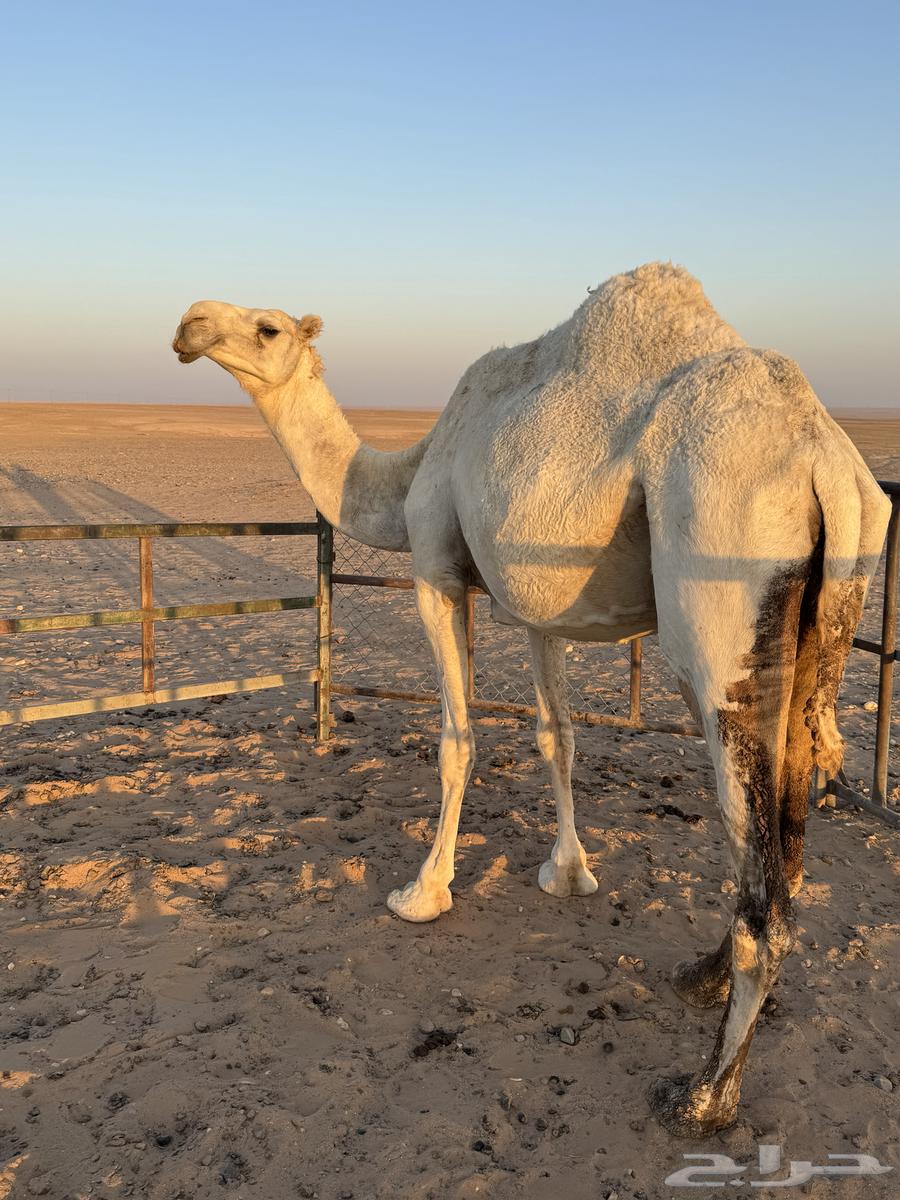 ناقه وضحا للبيع64517248427138111