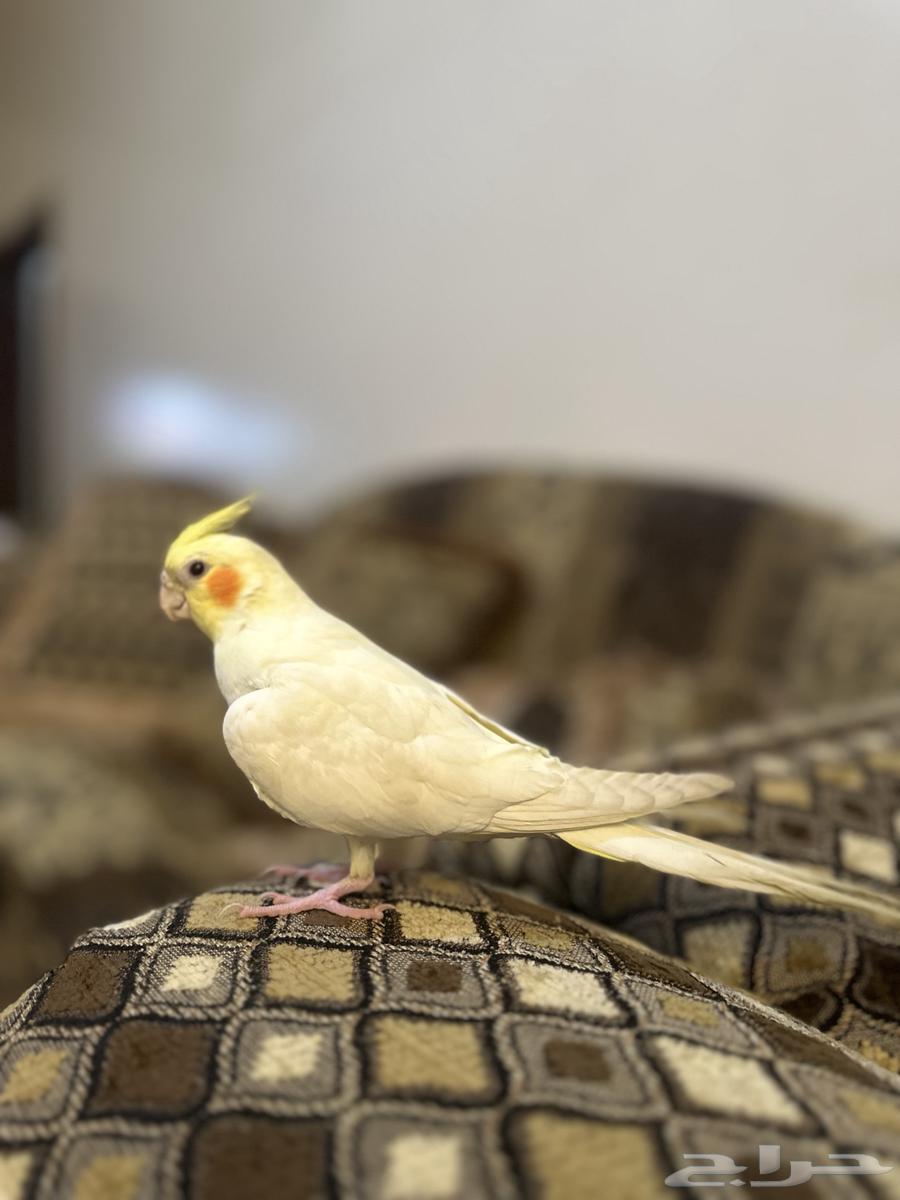 Very tame lutino crow parrot, trainable, beginning to talk and sing64515416985857111