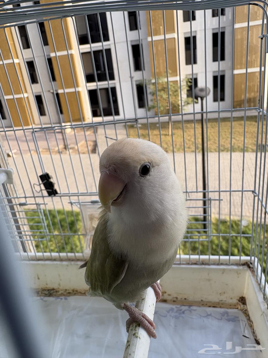 طير روز آليف64513527444482111