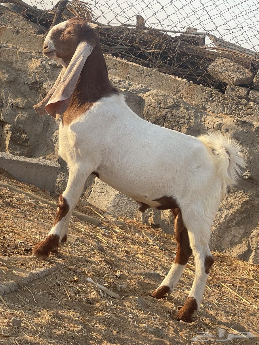 مشروع فحل تيس هولندي64517248343683111