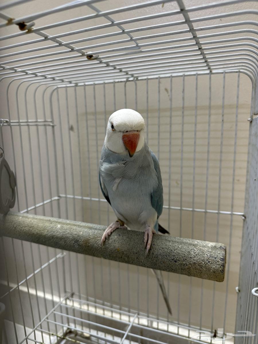 دره كلير هيد كلير تيل متكلم64516611127682112