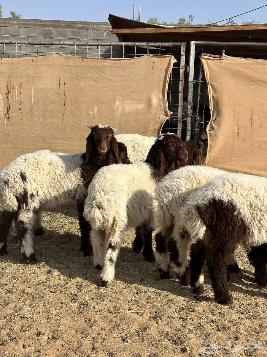 هرافي نعيم طيبات((تم البيع))64517318685442111