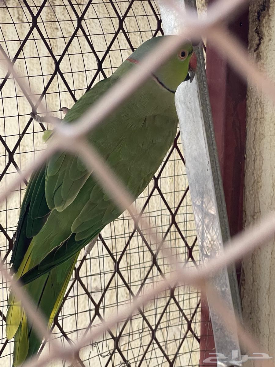 زوج ببغاء دره64514044821123111