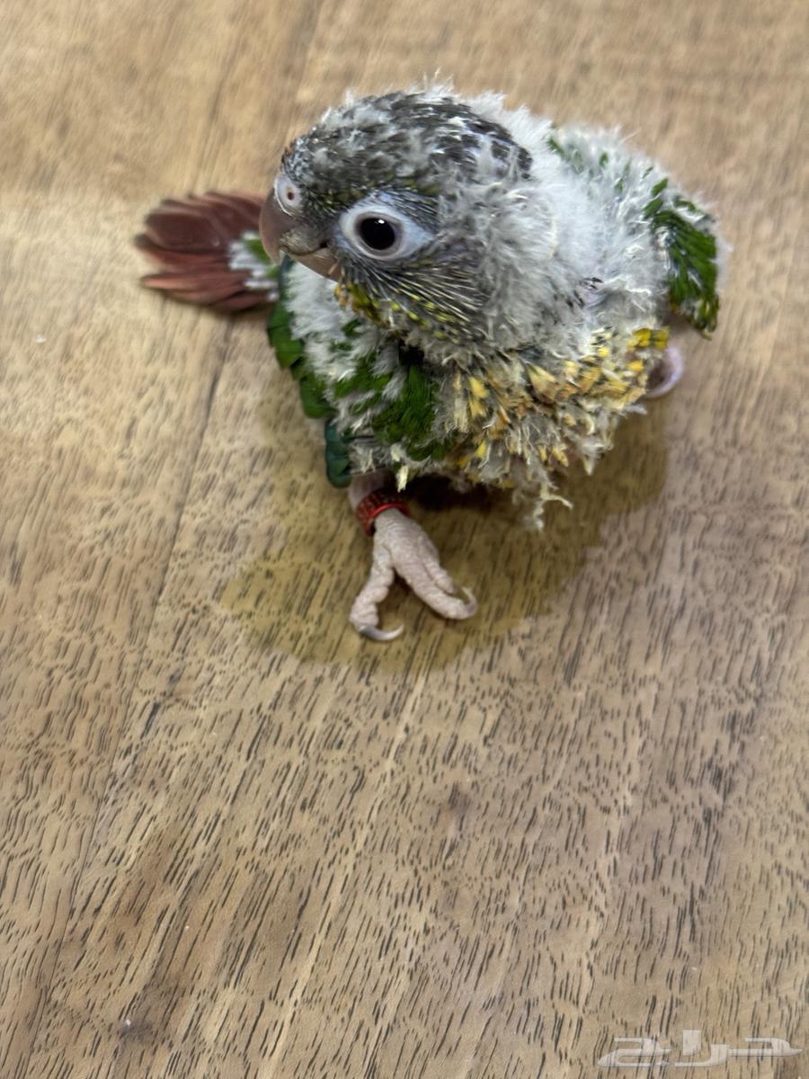 Farkh Kenjoor (((Sold, site commission transferred)))64514389826945110