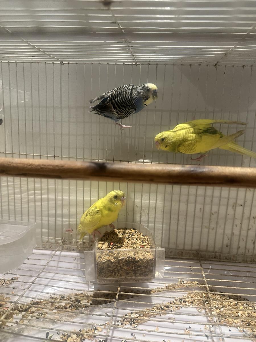 طيور الحب64516396213122112