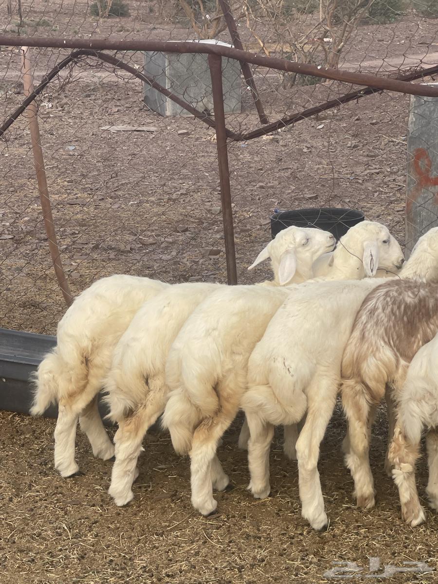 رخال فواخر تمم البيع64513770083330112