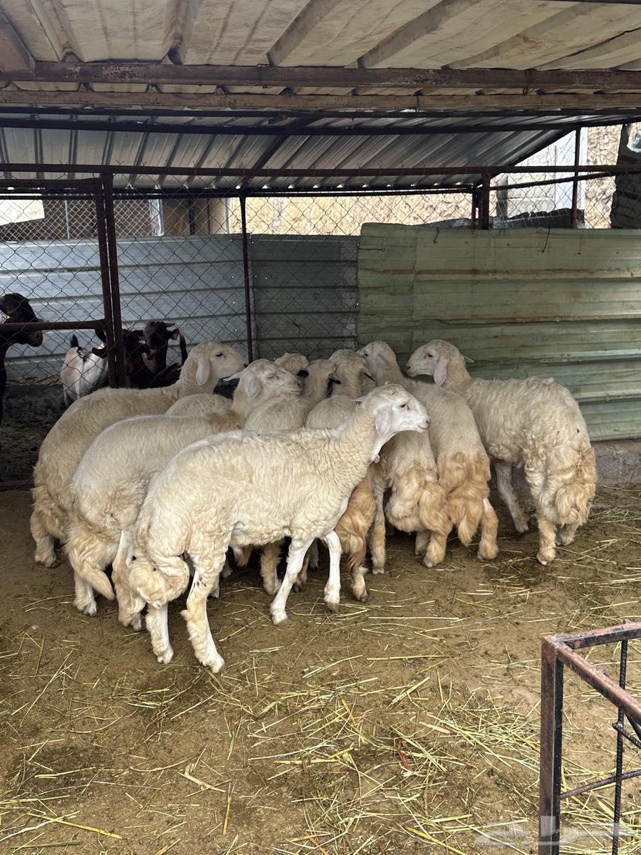 طليان رخال غنم ظان64517648559363114