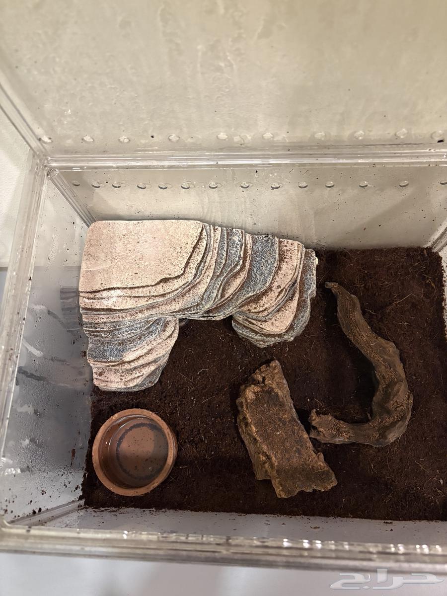 For sale python (ball python) with cage and heat mat64517747381633113