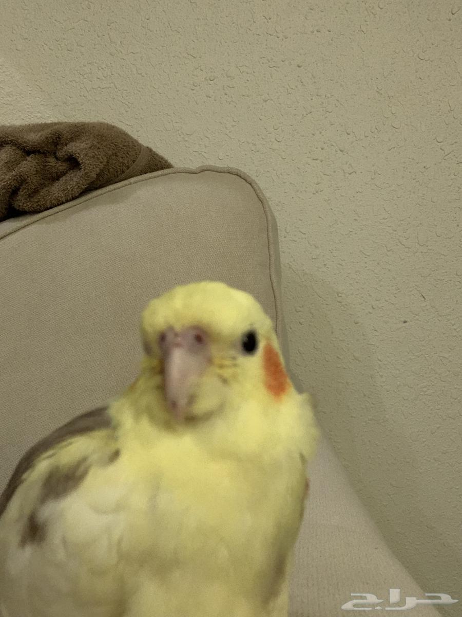 كوكتيل مفقود في رابغ64512259795202111