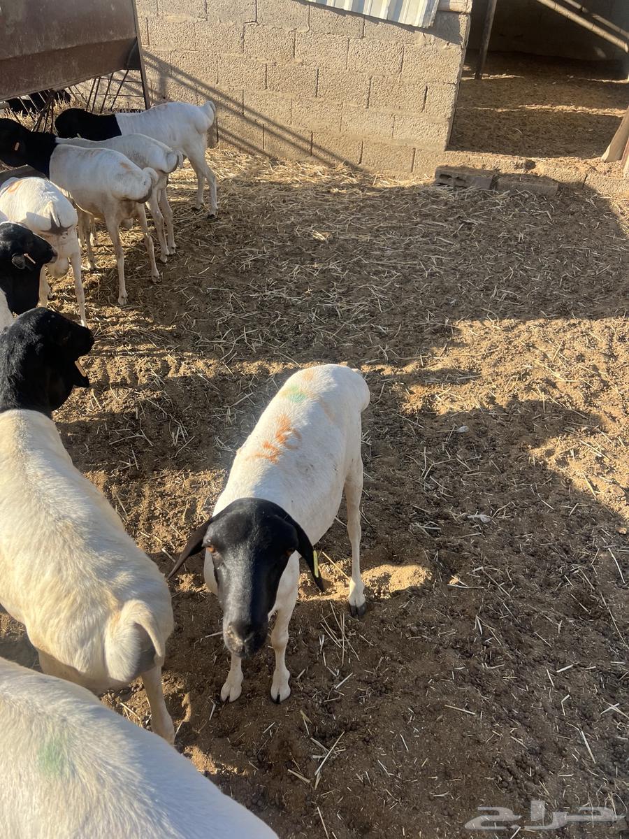 برابر جذعان64516801971971111