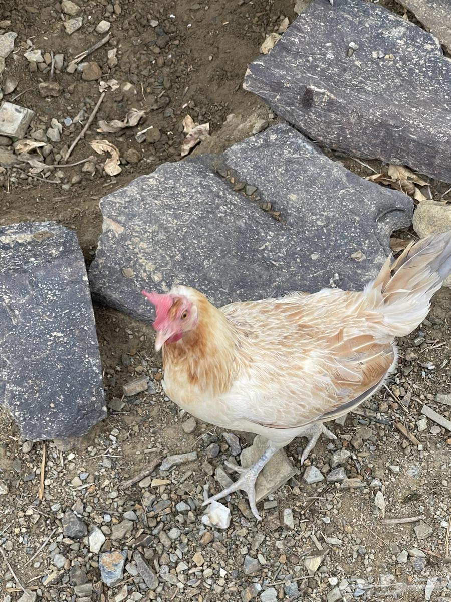 دجاج للبيع64515304987138112